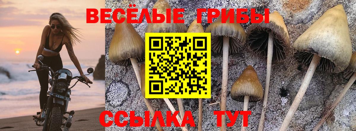 где можно купить   Псилоцибиновые грибы Cubensis  Вход с VPN  Галлюциногенные грибы ЛСД  Грозный 